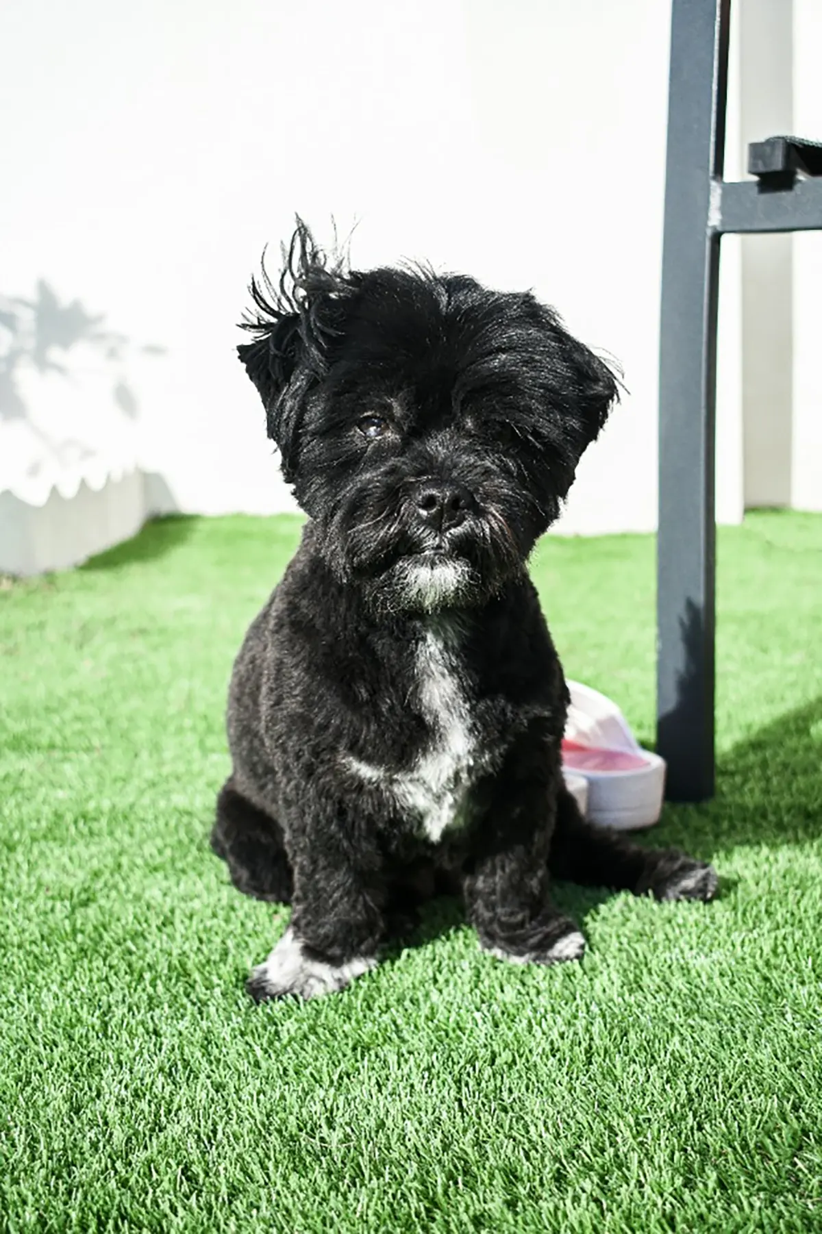 Small fluffy black dog sitting on turf at a dog park