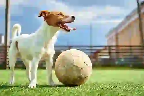 Small Jack Russel Terrior playing with a large ball at a dog park